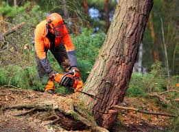 Best Fruit Tree Pruning  in Greensburg, PA