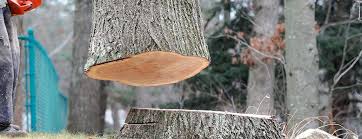 Greensburg, PA Tree Care Company