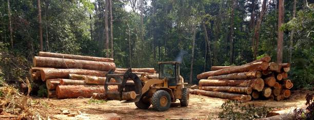 How Our Tree Care Process Works  in  Greensburg, PA