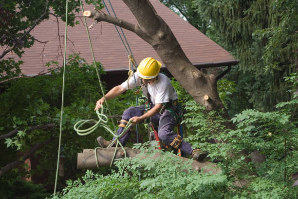 Best Utility Line Clearance  in Greensburg, PA