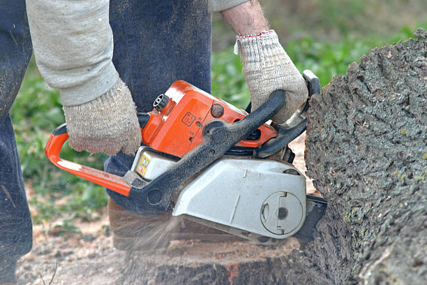 Best Arborist Consultation Services  in Greensburg, PA