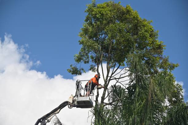 Best Emergency Tree Removal  in Greensburg, PA