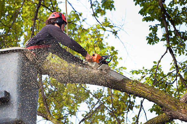 Best Grass Overseeding  in Greensburg, PA