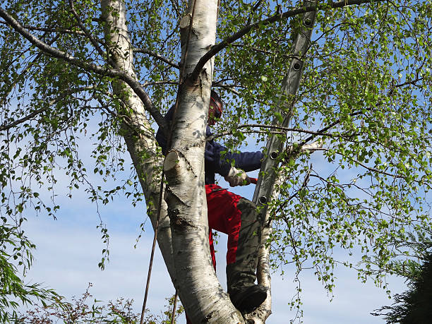 Best Tree Health Inspection  in Greensburg, PA